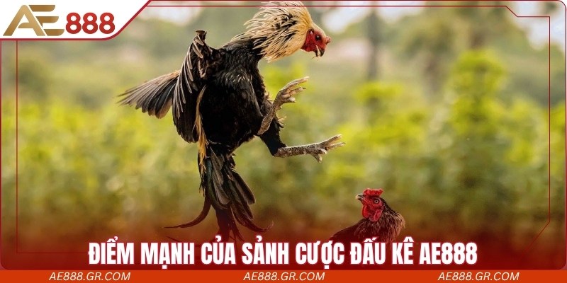 Điểm mạnh của sảnh cược đấu kê AE888