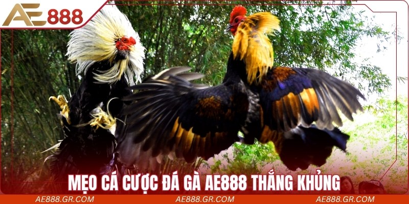 Mẹo cá cược đá gà AE888 thắng khủng