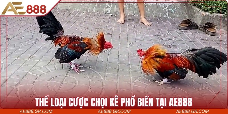 Thể loại cược chọi kê phổ biến tại AE888